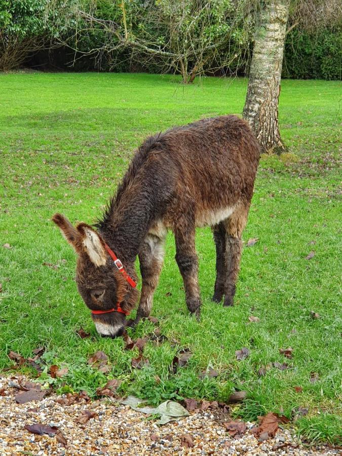 Les Gites De Claire Saint-Gatien-des-Bois ภายนอก รูปภาพ